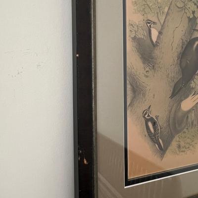 Pair of Woodpecker Prints (O-RG)