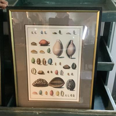 338 Pair of Vintage Nautical Matted Framed Seashell Prints