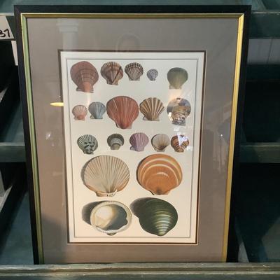 338 Pair of Vintage Nautical Matted Framed Seashell Prints