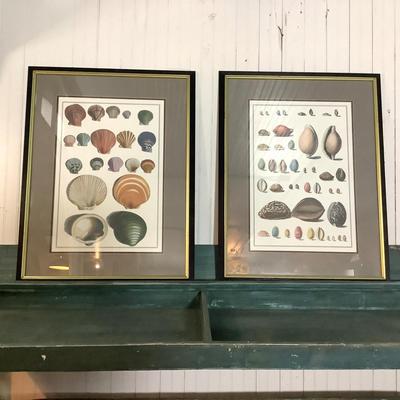 338 Pair of Vintage Nautical Matted Framed Seashell Prints