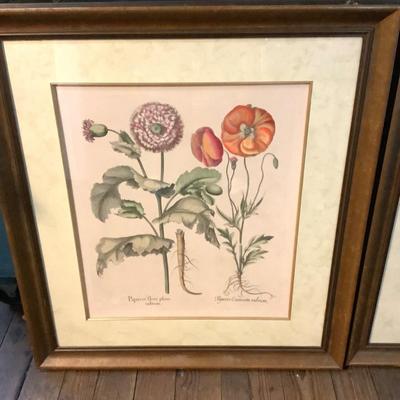 339 Pair of Framed Floral Horticulture Prints