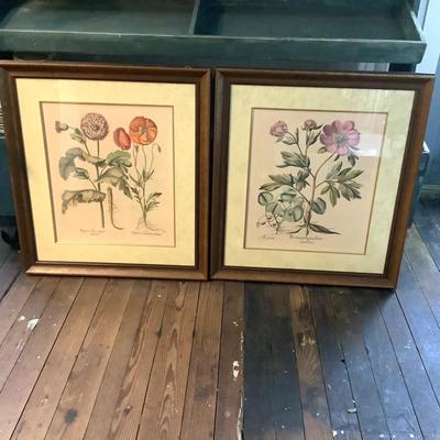 339 Pair of Framed Floral Horticulture Prints