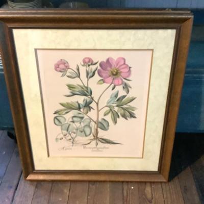 339 Pair of Framed Floral Horticulture Prints