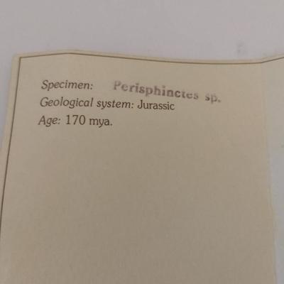 Geolinea Nautilus Specimen- Approx 3 1/8