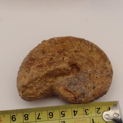Geolinea Nautilus Specimen- Approx 3 1/8