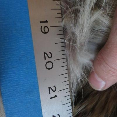 FUR ~ NATURAL COYOTE ~ Full length 46â€ Custom Coat