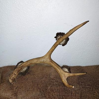 ANTLER STAND AND TWO INDIAN HEAD FIGURINES