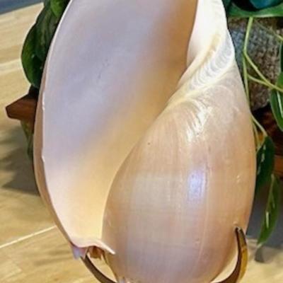 Melo Diadema Melon Shell