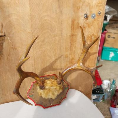 MOUNTED ANTLERS