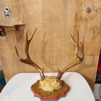 MOUNTED ANTLERS