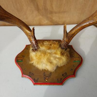 MOUNTED ANTLERS