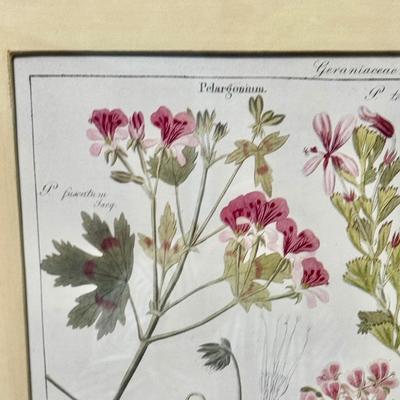 Designer Framed Pair of Botanical Prints