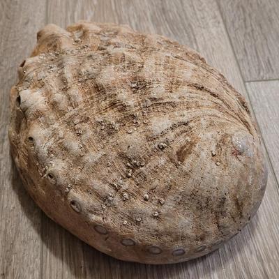 Large Abalone Shell with Sage