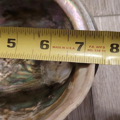 Large Abalone Shell with Sage