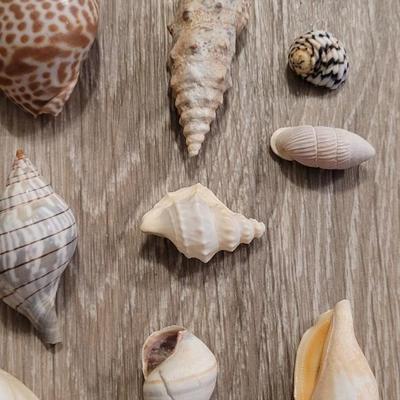 Large Collection of Shells from Beaches Around the World