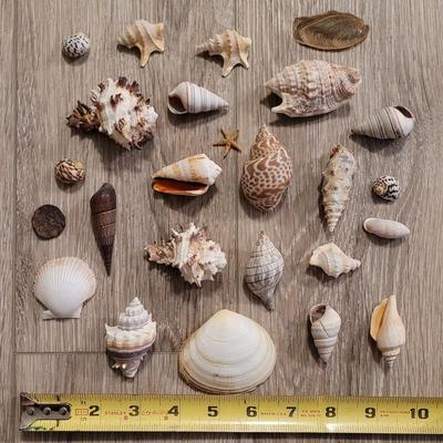 Large Collection of Shells from Beaches Around the World