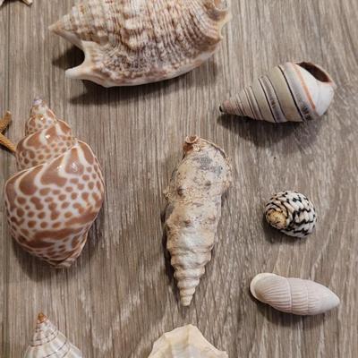 Large Collection of Shells from Beaches Around the World