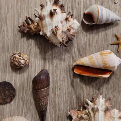 Large Collection of Shells from Beaches Around the World