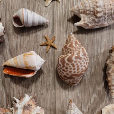 Large Collection of Shells from Beaches Around the World