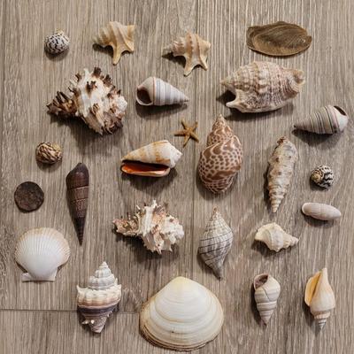 Large Collection of Shells from Beaches Around the World