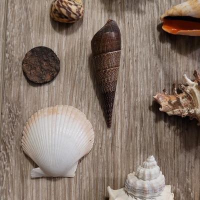 Large Collection of Shells from Beaches Around the World