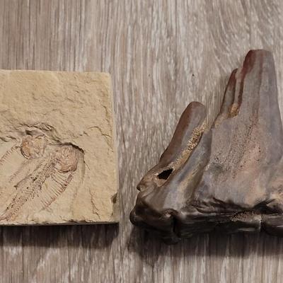 Fish Fossils and Petrified Wood Piece