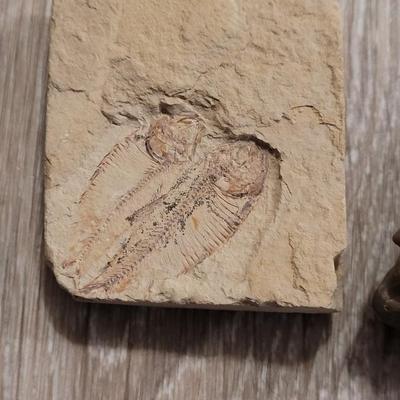 Fish Fossils and Petrified Wood Piece