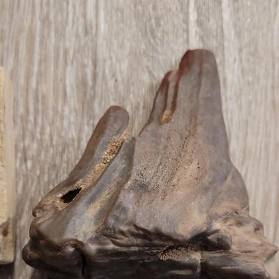 Fish Fossils and Petrified Wood Piece