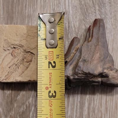 Fish Fossils and Petrified Wood Piece