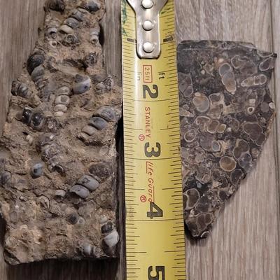Turritella Agate Slab and Chunk