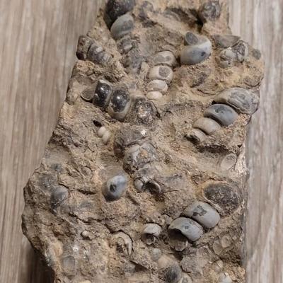 Turritella Agate Slab and Chunk