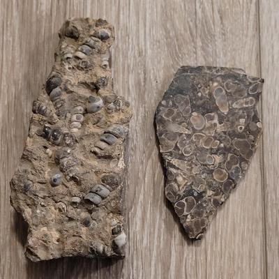 Turritella Agate Slab and Chunk