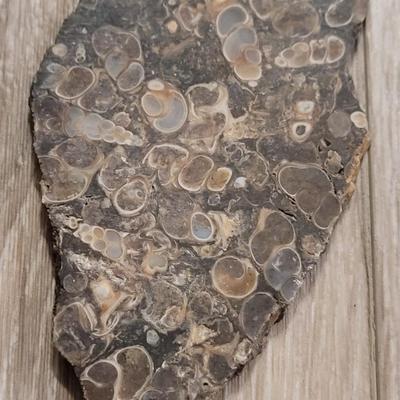 Turritella Agate Slab and Chunk