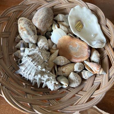 Estate collection of shells, rocks and minerals, group lot