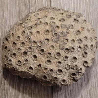 Antique Coral Rock