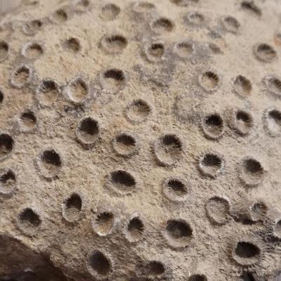 Antique Coral Rock