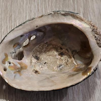Coral & Abalone Shell