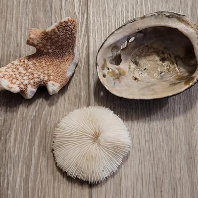 Coral & Abalone Shell