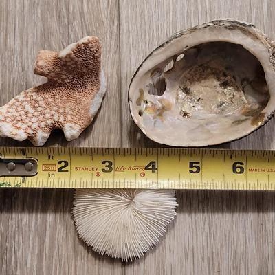 Coral & Abalone Shell