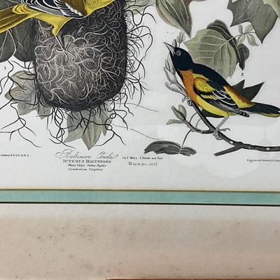 815 Framed Audubon Prints AS-IS