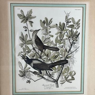 815 Framed Audubon Prints AS-IS