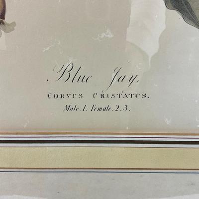 816 Large Blue Jay Audubon Print