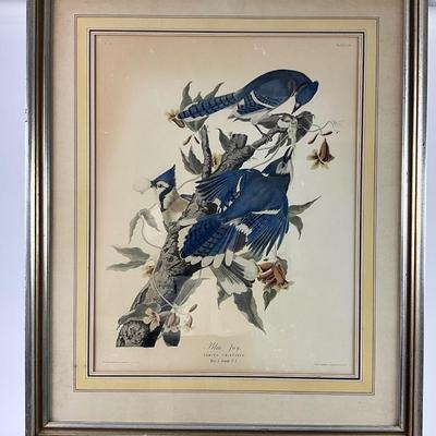 816 Large Blue Jay Audubon Print
