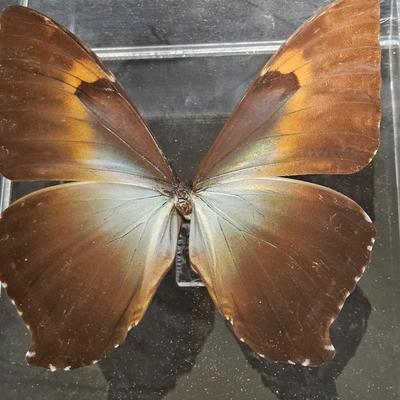 Original Butterfly Oil Painting by J. Hooks & More (DR-DW)