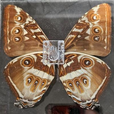 Original Butterfly Oil Painting by J. Hooks & More (DR-DW)