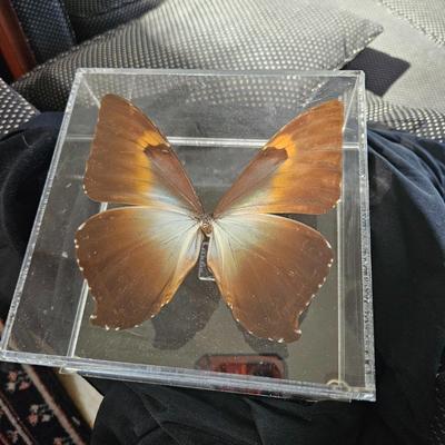 Original Butterfly Oil Painting by J. Hooks & More (DR-DW)