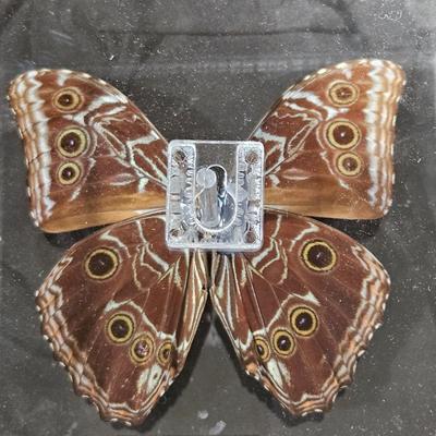 Original Butterfly Oil Painting by J. Hooks & More (DR-DW)