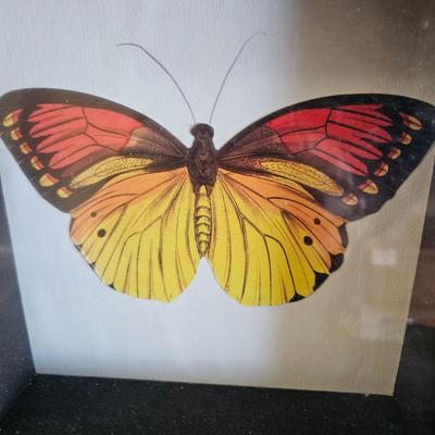 Original Butterfly Oil Painting by J. Hooks & More (DR-DW)