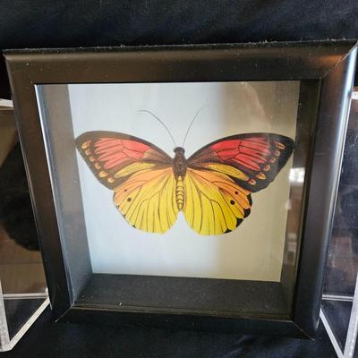 Original Butterfly Oil Painting by J. Hooks & More (DR-DW)