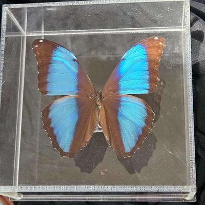 Original Butterfly Oil Painting by J. Hooks & More (DR-DW)